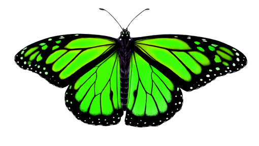 collect  animal Butterfly overlay flying insect png nature