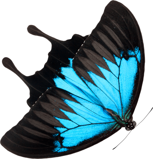  animal close-up Butterfly insect png nature overlay