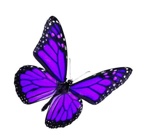 🥇 Image of nature insect png overlay animal Butterfly flying - 【FREE ...