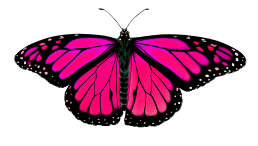 🥇 Image of Butterfly png nature overlay animal insect butterfly - 【FREE ...