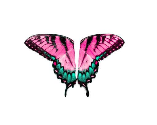 5  animal overlay insect Butterfly png butterfly multi colored