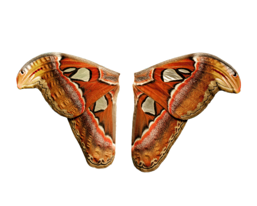 4 ilustração de natureza de sobreposição de padrão animal png Borboleta