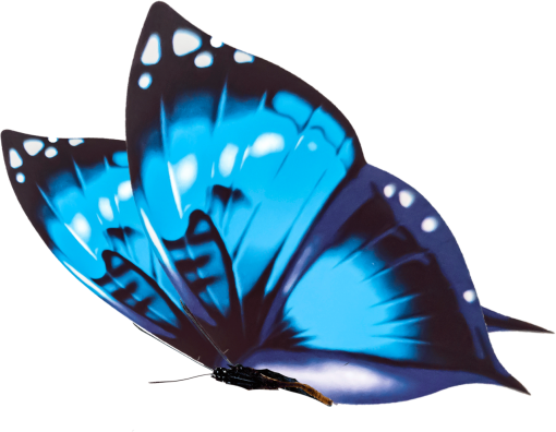 7  animal png nature blue insect overlay Butterfly