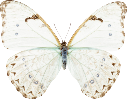 11  animal png nature Butterfly insect overlay butterfly