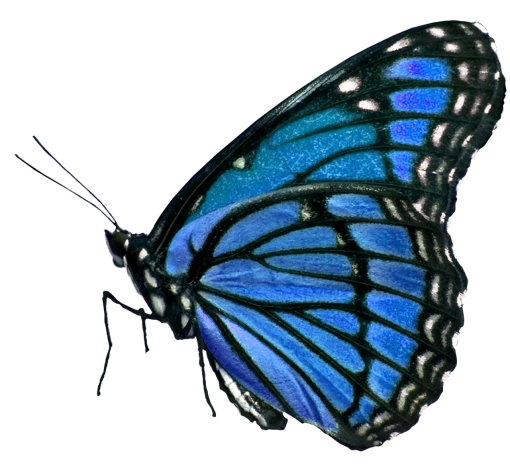  animal png nature Butterfly overlay butterfly insect