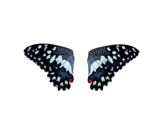  animal png overlay Butterfly nature insect pattern