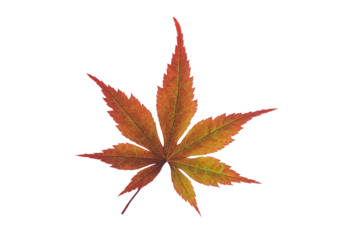  Autumn Leaves autumn backgrounds png overlay pattern leaf