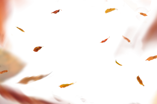  Autumn Leaves overlay png illustration abstract backgrounds pattern