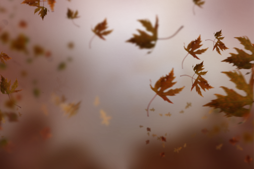  Autumn Leaves overlay png leaf yellow autumn nature