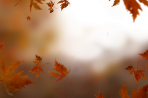  Autumn Leaves png nature leaf yellow autumn overlay