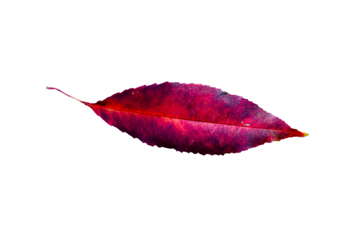  backgrounds overlay leaf Autumn Leaves nature pattern png