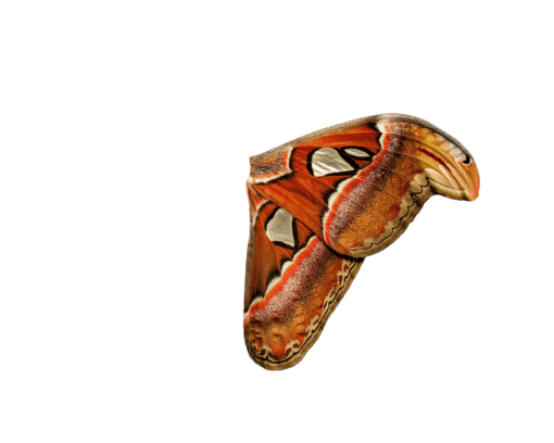 40s  backgrounds png pattern illustration overlay animal Butterfly
