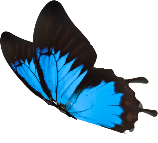 7  blue nature Butterfly insect animal overlay png