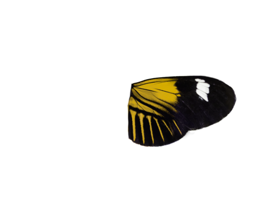 mariposa animal mariposa naturaleza png superposición insecto
