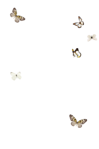  Butterfly animal insect overlay png nature isolated
