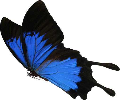 7  Butterfly animal nature png multi colored insect overlay