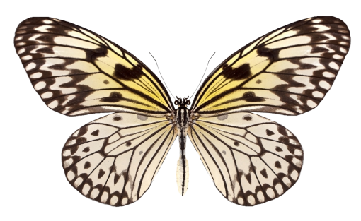  Butterfly animal overlay nature png butterfly insect