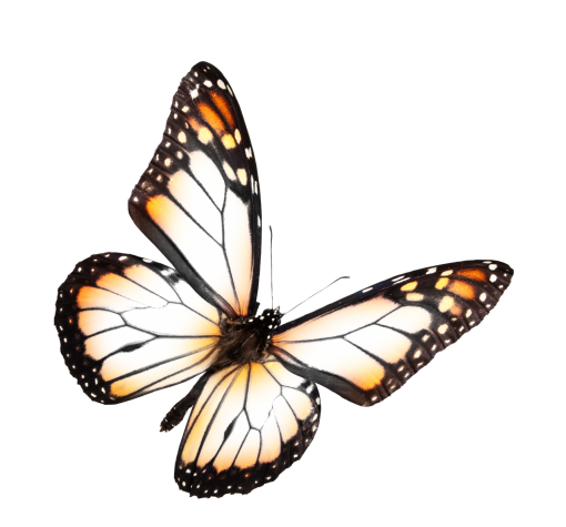  Butterfly animal png insect butterfly nature overlay