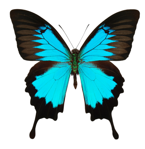  Butterfly butterfly animal insect multi colored png overlay