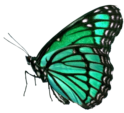 16  Butterfly butterfly animal nature insect overlay png