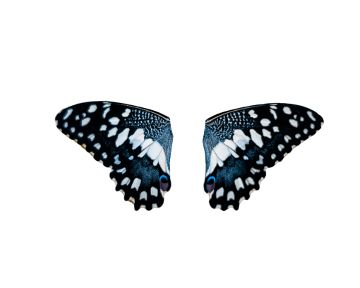 30-years-old  butterfly Butterfly animal nature overlay png insect
