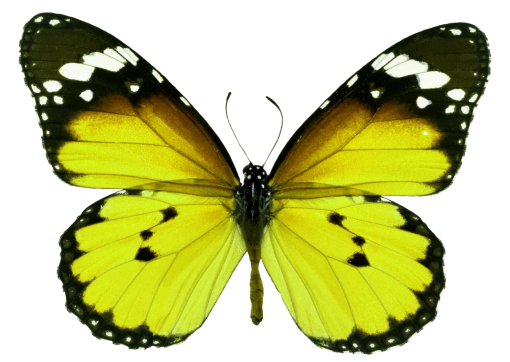  butterfly Butterfly nature insect overlay png animal