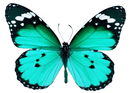  butterfly Butterfly nature png insect overlay animal