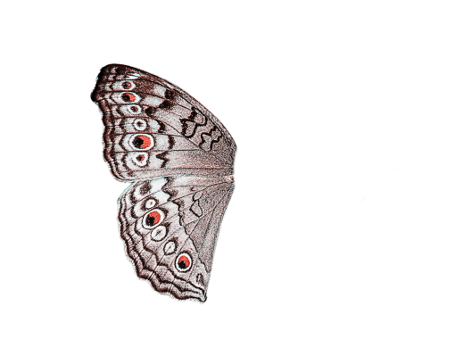 book  Butterfly illustration overlay insect animal vector png