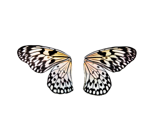  Butterfly insect butterfly animal overlay nature png