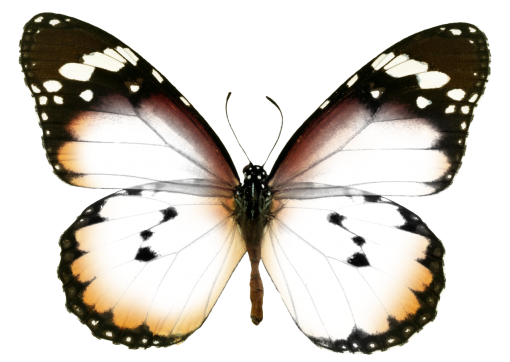  Butterfly insect butterfly nature animal png overlay