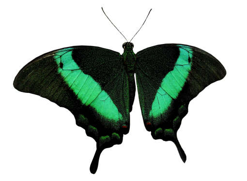  Butterfly insect butterfly overlay nature animal png