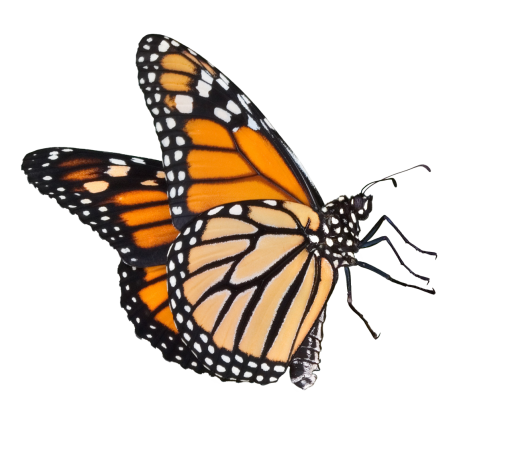  Butterfly insect butterfly overlay nature png animal