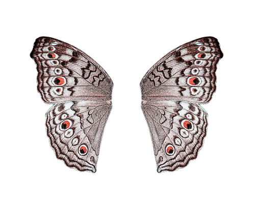 butte borboleta natureza inseto animal sobreposição png Borboleta