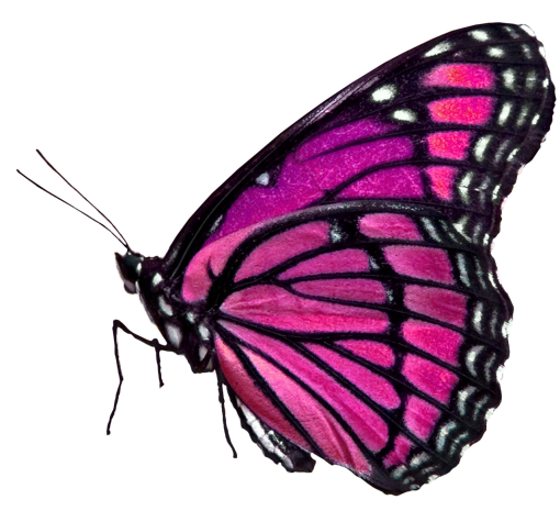 antenna  butterfly nature png Butterfly animal overlay insect
