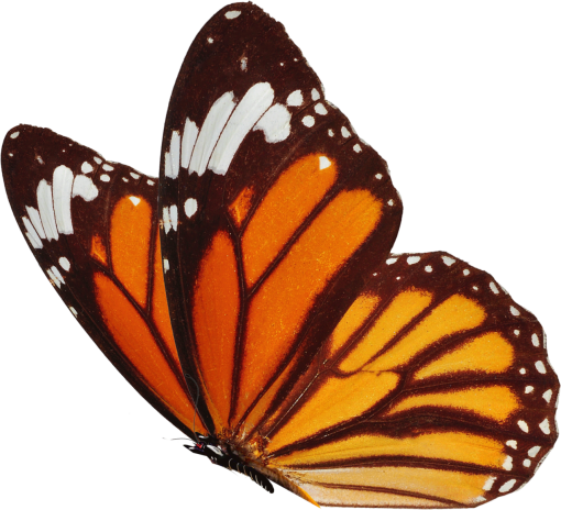  butterfly nature png Butterfly insect animal overlay