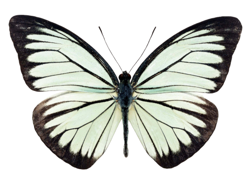  butterfly nature png overlay Butterfly insect animal