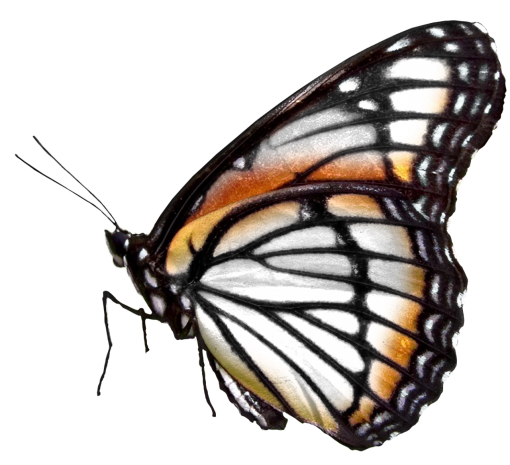  butterfly overlay Butterfly animal png nature insect