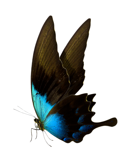 mariposa superposición mariposa naturaleza animal insecto png