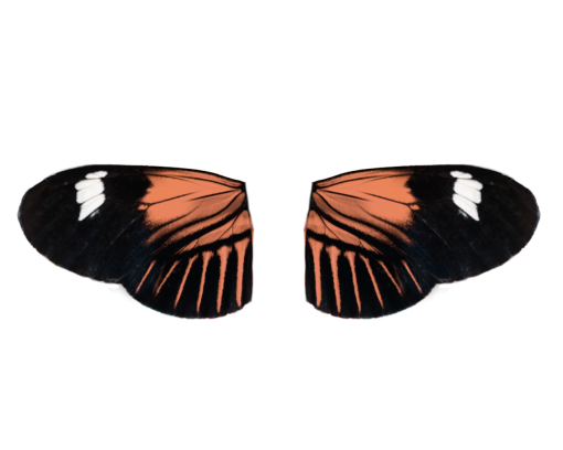 Butterfly overlay insect animal nature multi colored png