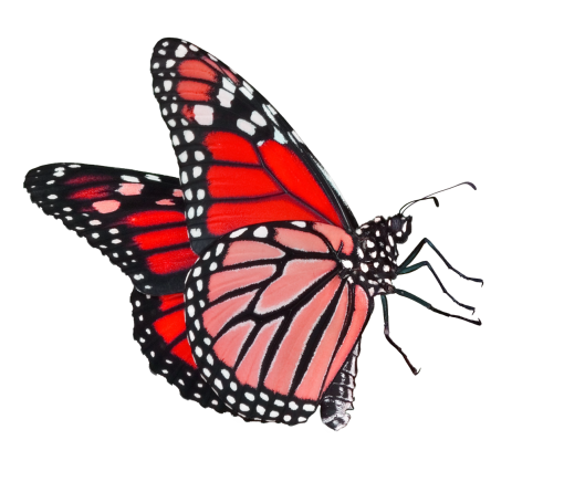  Butterfly overlay png butterfly animal insect nature