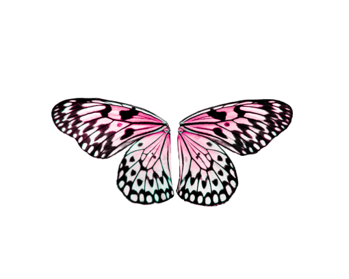  Butterfly overlay png insect animal nature butterfly