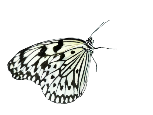  butterfly png animal Butterfly overlay nature insect