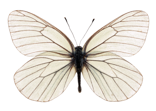11  butterfly png animal overlay Butterfly nature insect