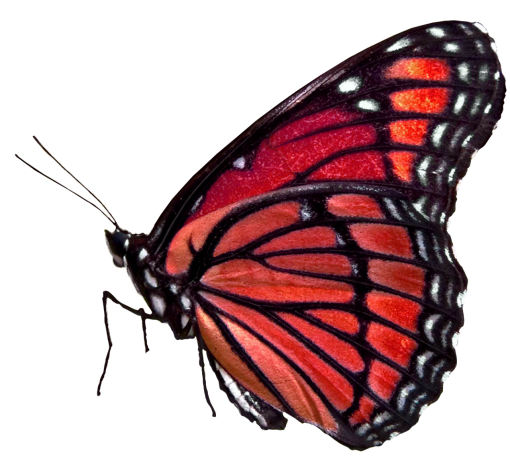 antenna  butterfly png Butterfly nature overlay animal insect