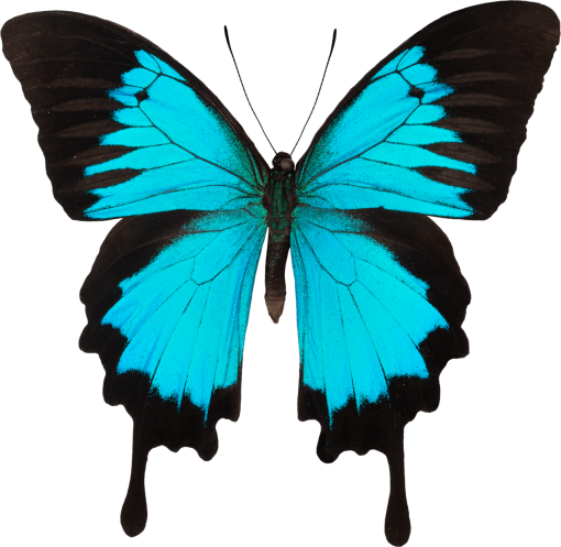  Butterfly png insect nature overlay butterfly animal