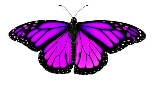  Butterfly png nature overlay animal insect butterfly