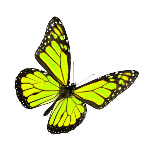collect  Butterfly png overlay insect animal flying nature