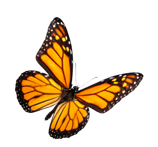  Butterfly png overlay insect butterfly nature animal
