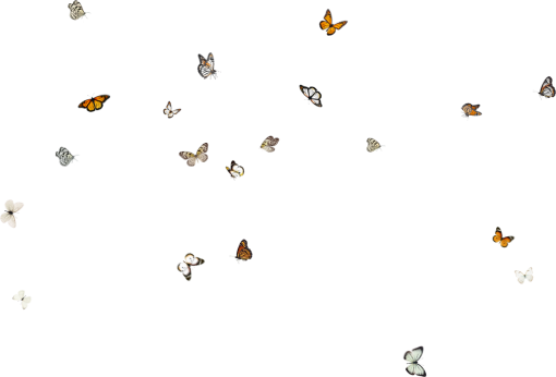  Butterfly symbol png isolated overlay illustration vector