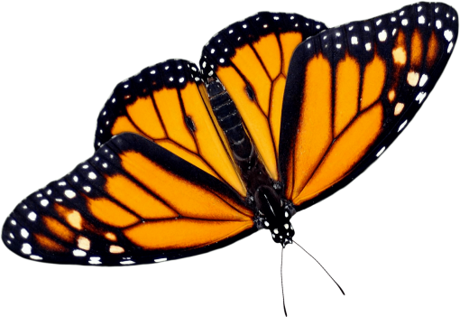 fragile  close-up nature overlay png Butterfly animal insect